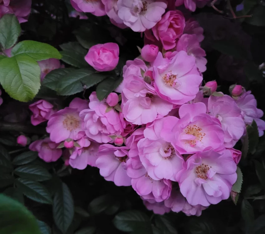 Rosier Merveille - Rosiers lianes (grimpants)