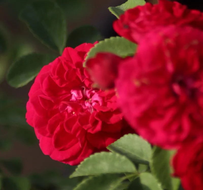 Rosier Chevy Chase - Rosiers lianes (grimpants)