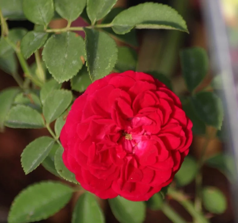 Rosier Chevy Chase - Rosiers lianes (grimpants)