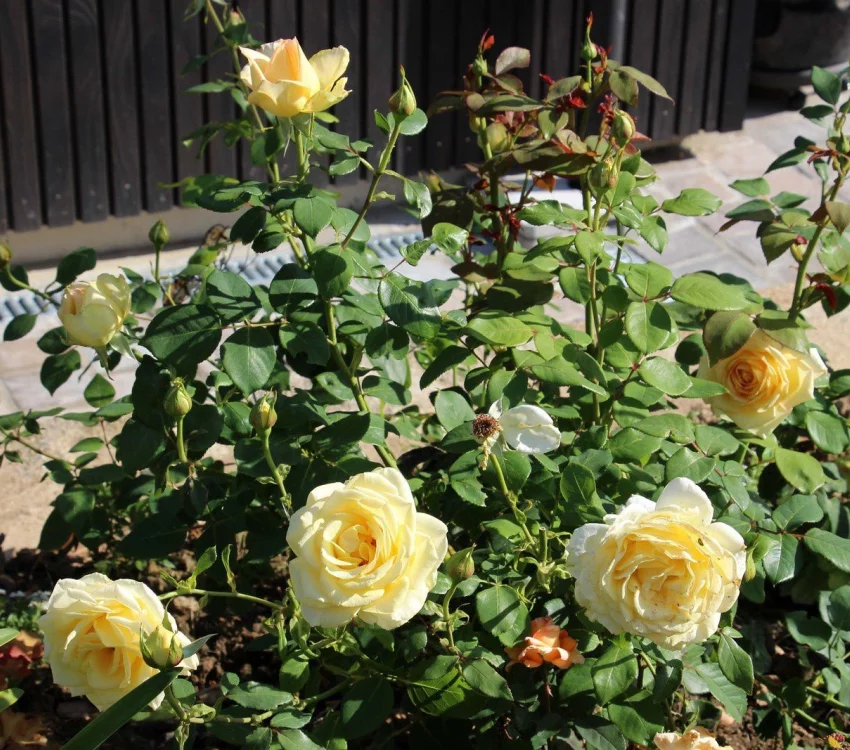 Rosier Isabelle Joerger - Rosiers à grandes fleurs