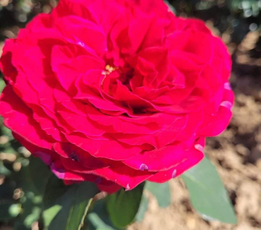 Rosier PERUGINO® Oralipar - Rosiers à grandes fleurs
