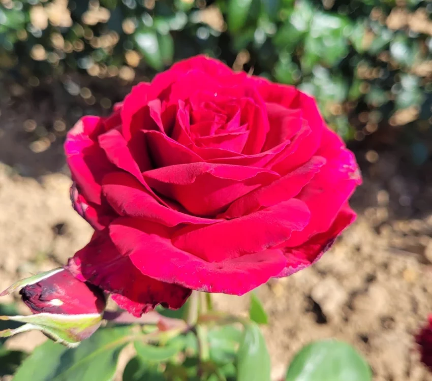 Rosier PERUGINO® Oralipar - Rosiers à grandes fleurs