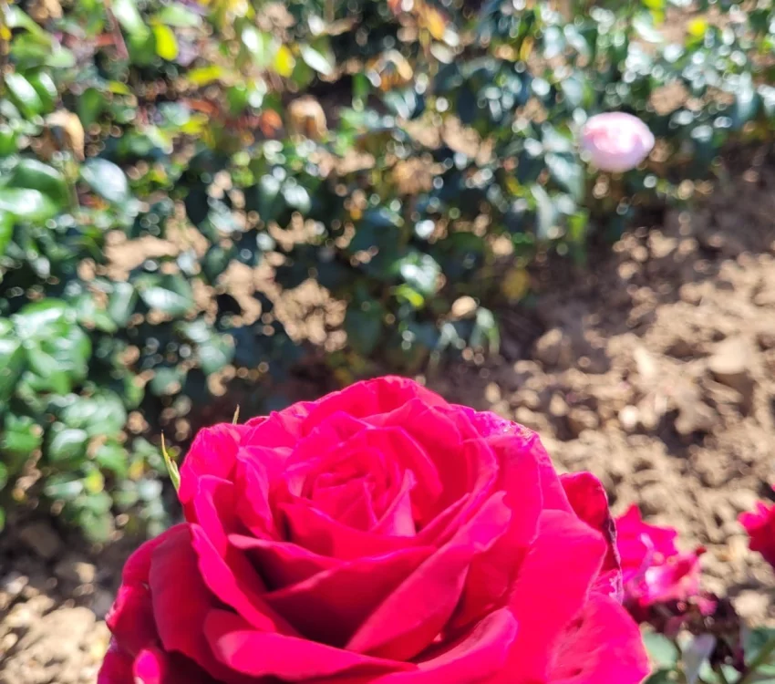 Rosier PERUGINO® Oralipar - Rosiers à grandes fleurs