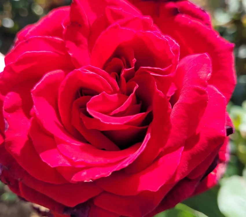 Rosier PERUGINO® Oralipar