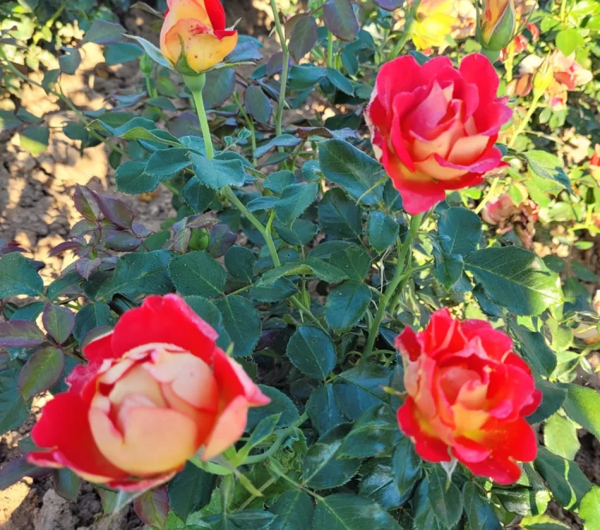Rosier ROMANECHE LA MONTAGNE® CODeuke - Rosiers à massifs