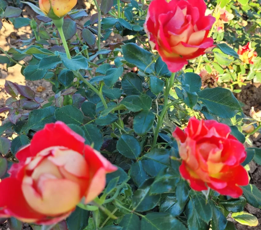 Rosier ROMANECHE LA MONTAGNE® CODeuke - Rosiers à massifs