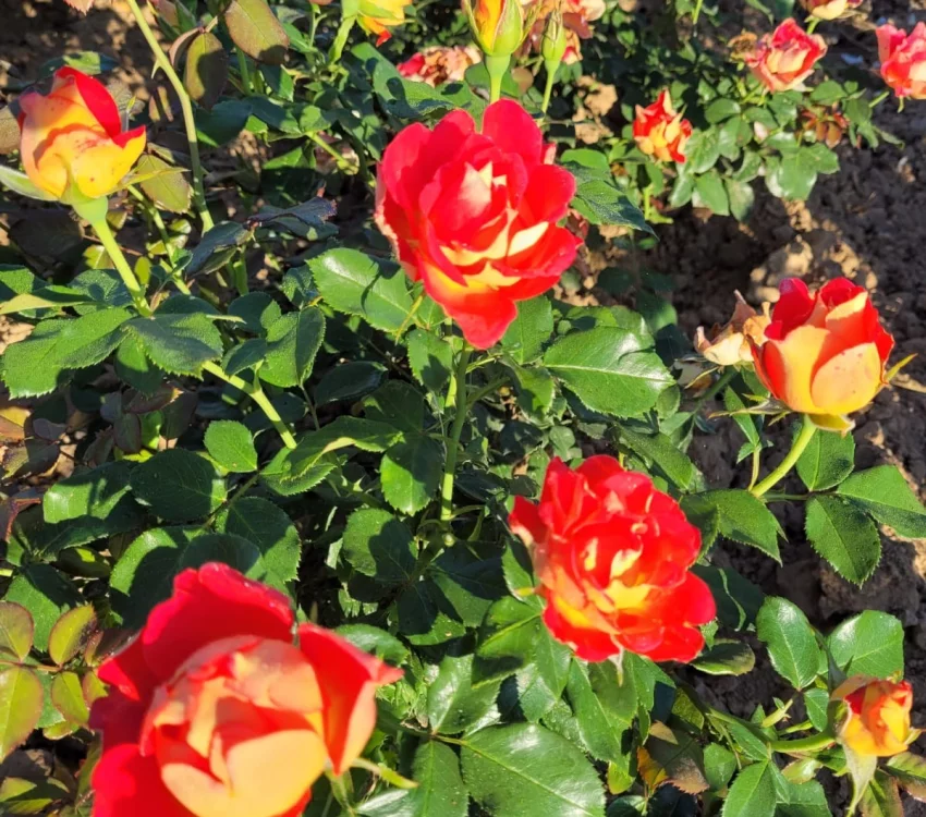 Rosier ROMANECHE LA MONTAGNE® CODeuke - Rosiers à massifs