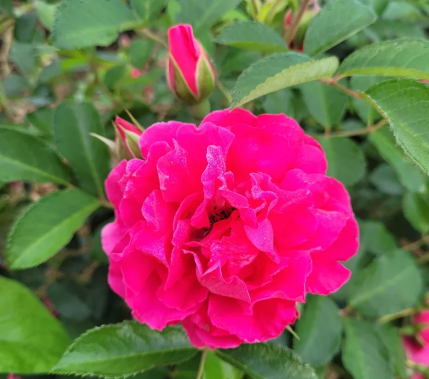 Rosier LE POTAGER DU ROI® Fel15014