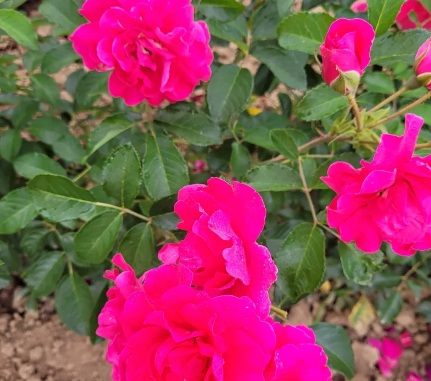 Rosier LE POTAGER DU ROI® Fel15014 - Rosiers paysagers
