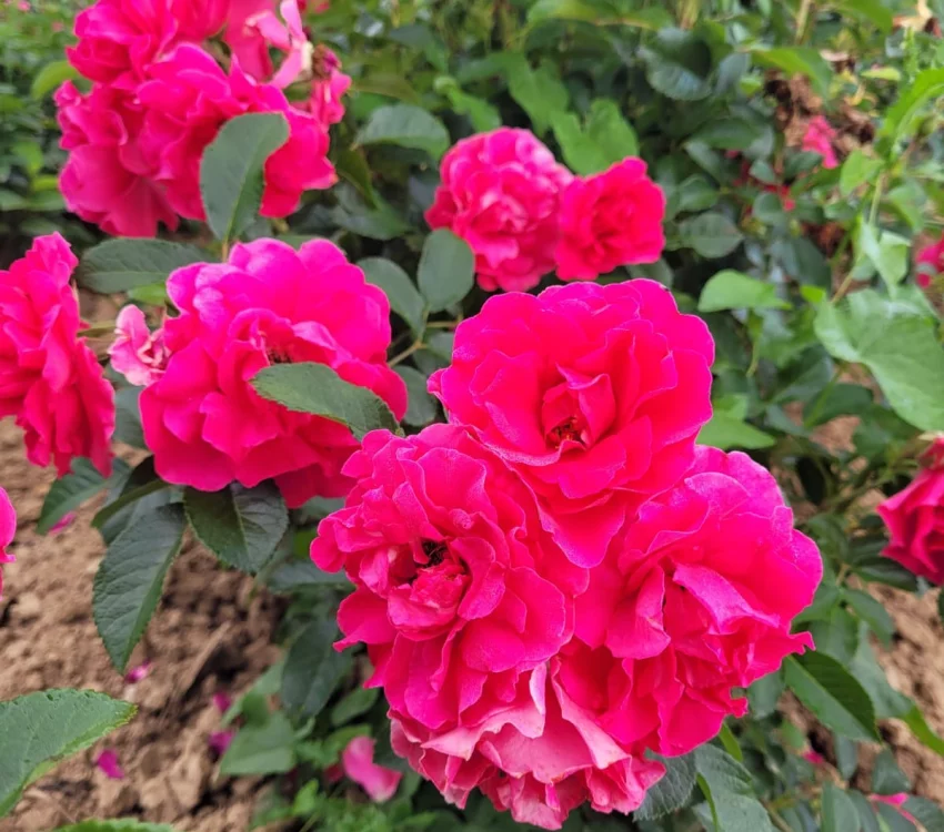 Rosier LE POTAGER DU ROI® Fel15014 - Rosiers paysagers