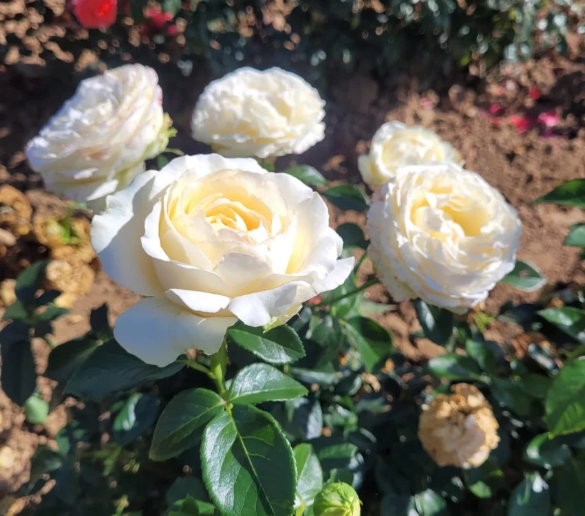 Rosier EXCALIBUR® Harbastion - Rosiers à grandes fleurs