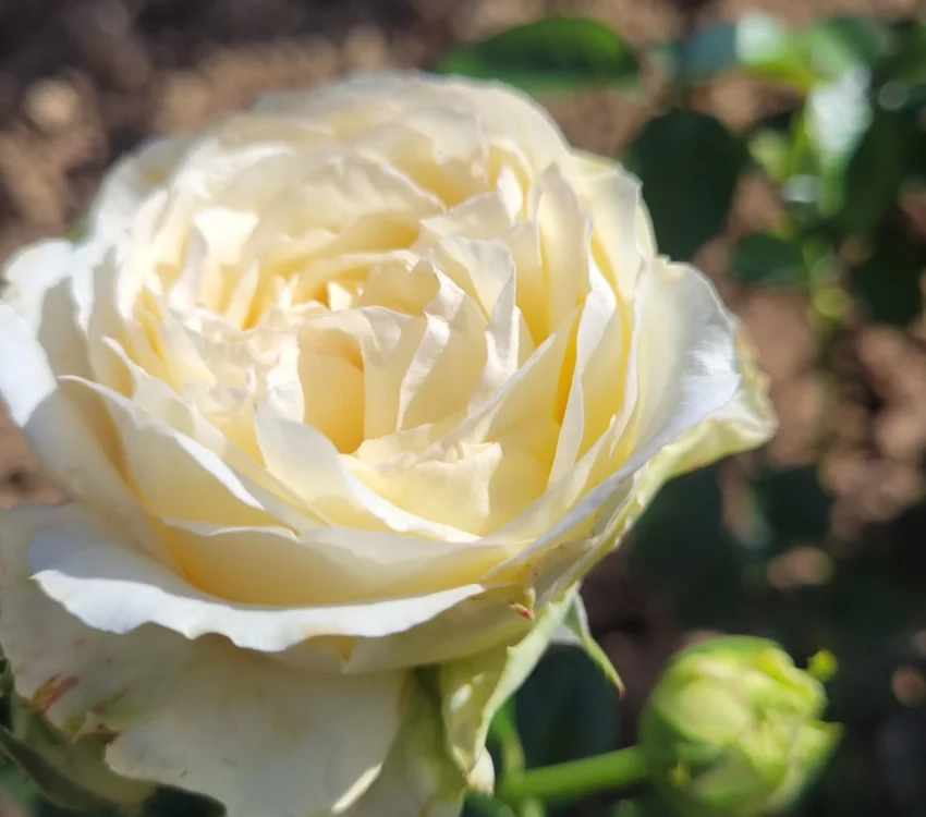Rosier EXCALIBUR® Harbastion - Rosiers à grandes fleurs