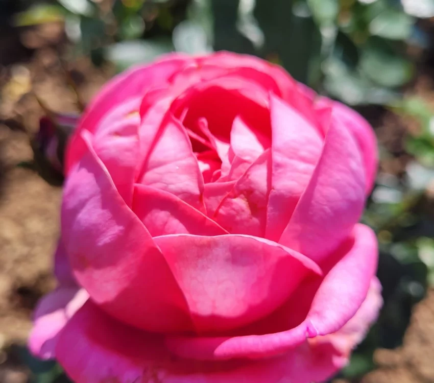 Rosier DESIREE® Tan10898 - Rosiers à grandes fleurs