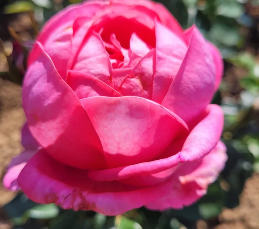 Rosier DESIREE® Tan10898 - Rosiers à grandes fleurs