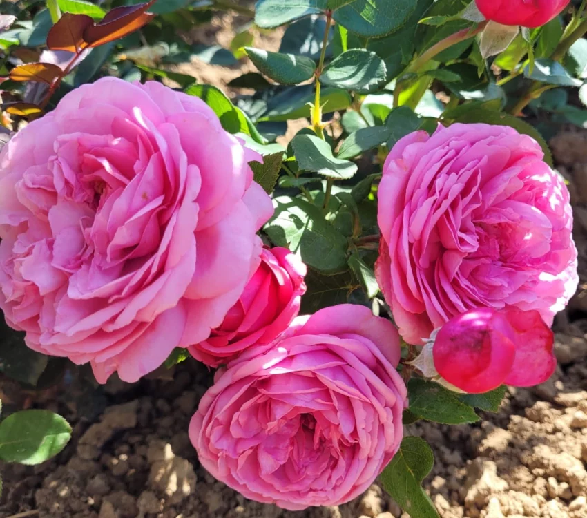 Rosier DESIREE® Tan10898 - Rosiers à grandes fleurs