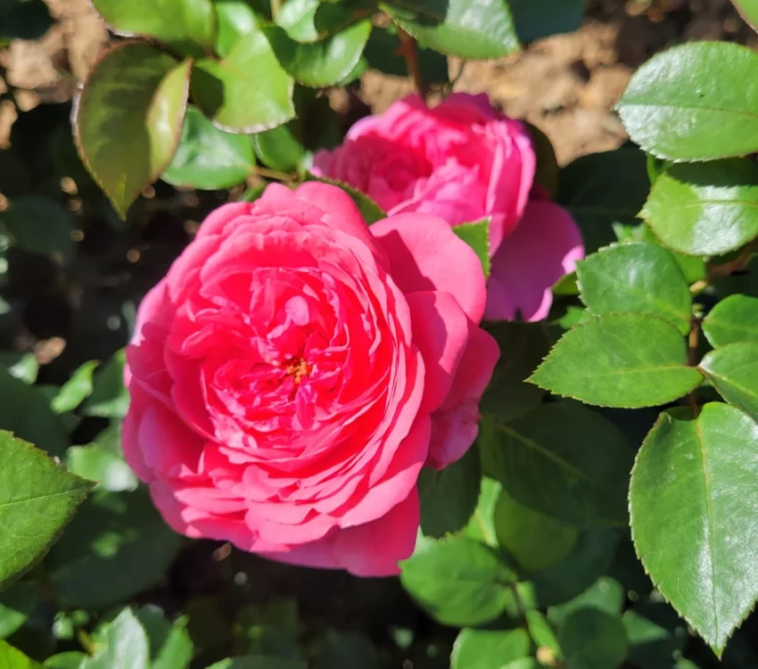 Rosier DESIREE® Tan10898 - Rosiers à grandes fleurs