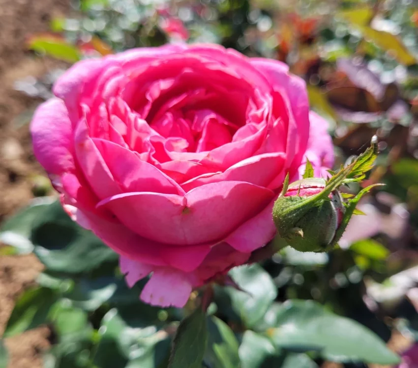 Rosier DESIREE® Tan10898 - Rosiers à grandes fleurs