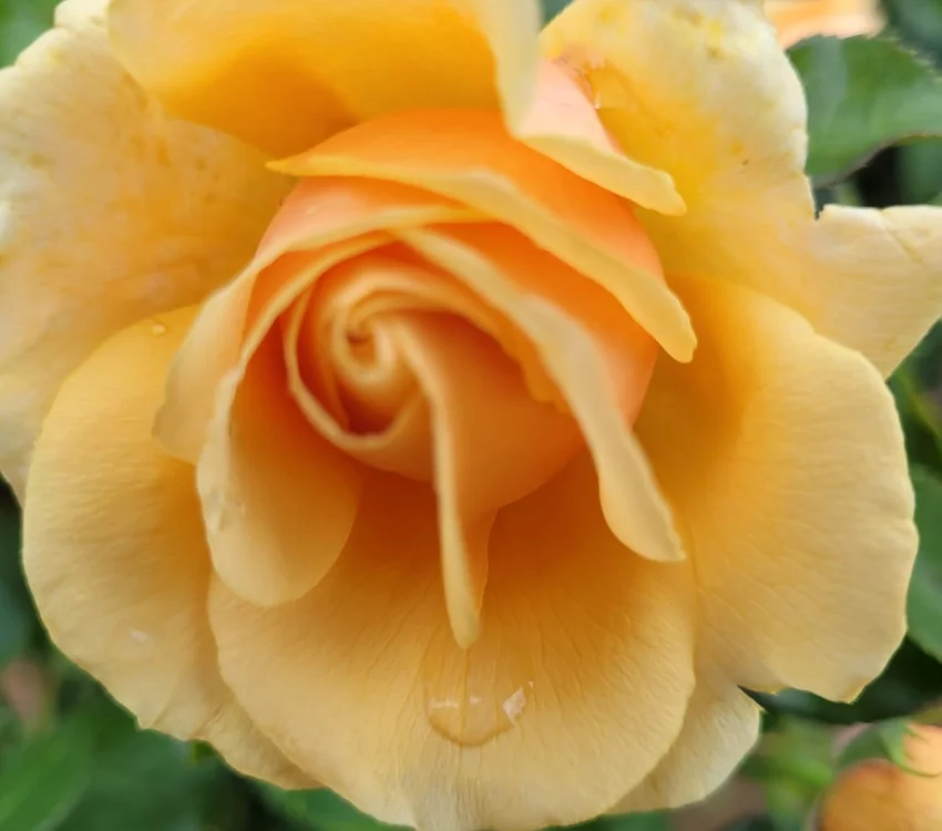 Rosier ROSE ALLEYSON® 295-08 - Rosiers à grandes fleurs
