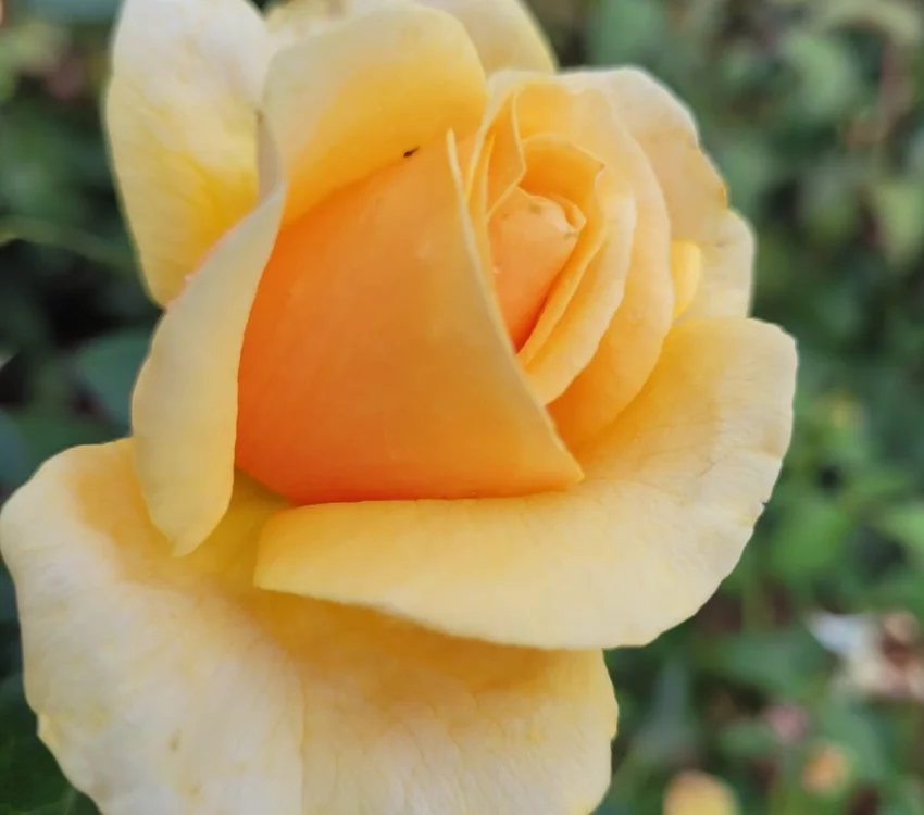 Rosier ROSE ALLEYSON® 295-08 - Rosiers à grandes fleurs