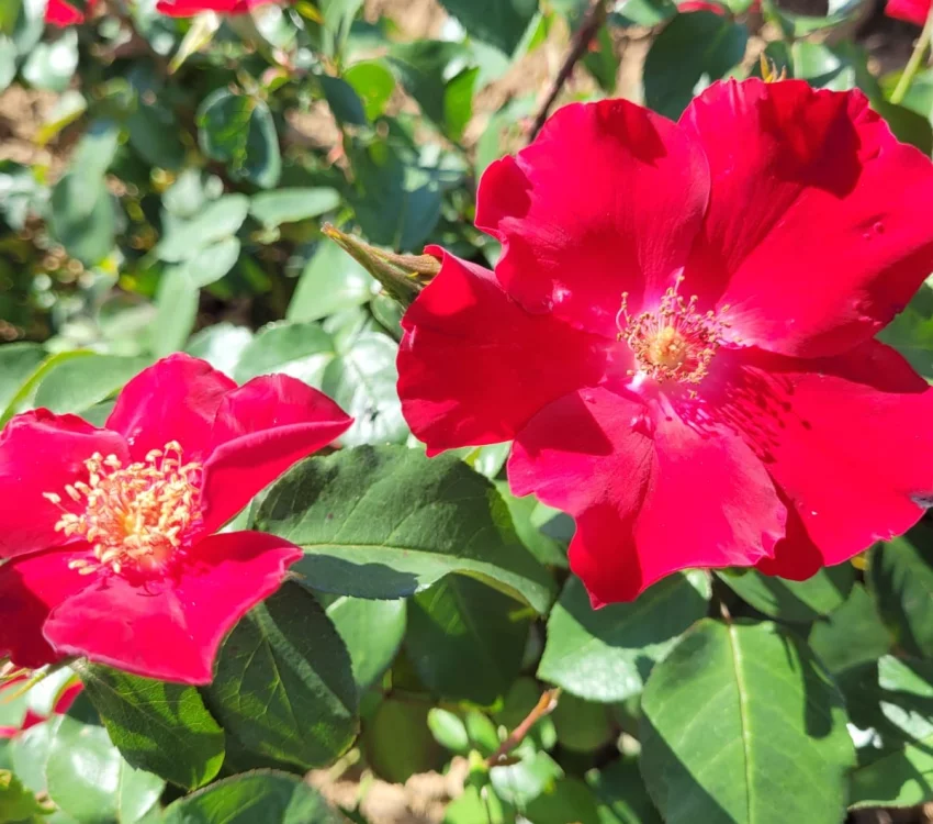 Rosier COQUELICOT® CODsemblu - Rosiers à massifs