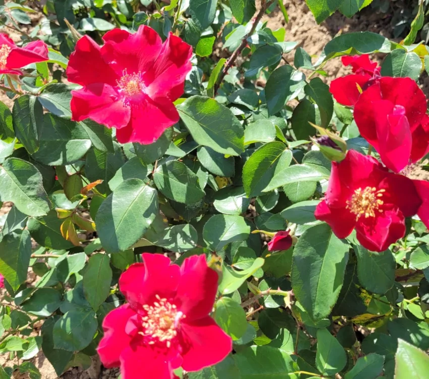 Rosier COQUELICOT® CODsemblu - Rosiers à massifs