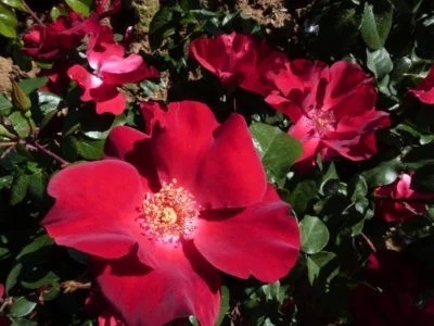 Rosier COQUELICOT® CODsemblu - Rosiers à massifs