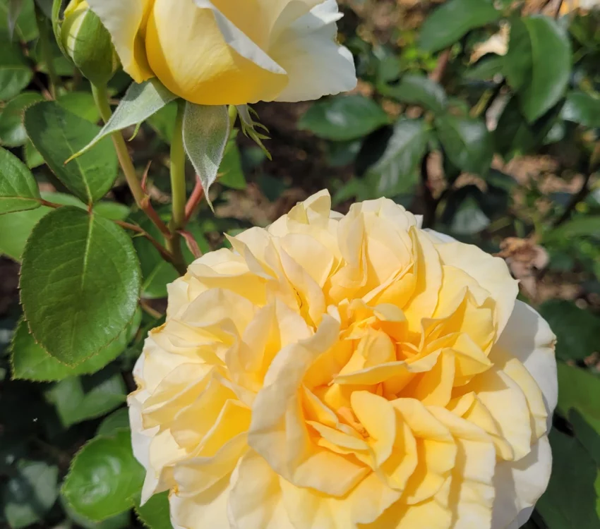 Rosier ROSE MARIE® CODanter - Rosiers à grandes fleurs