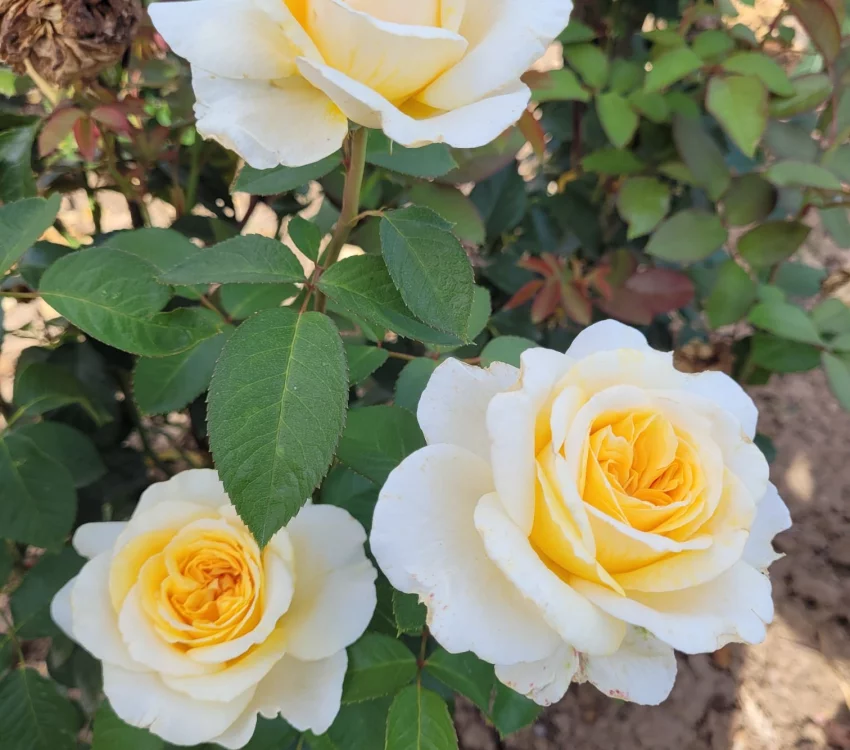 Rosier ROSE MARIE® CODanter - Rosiers à grandes fleurs