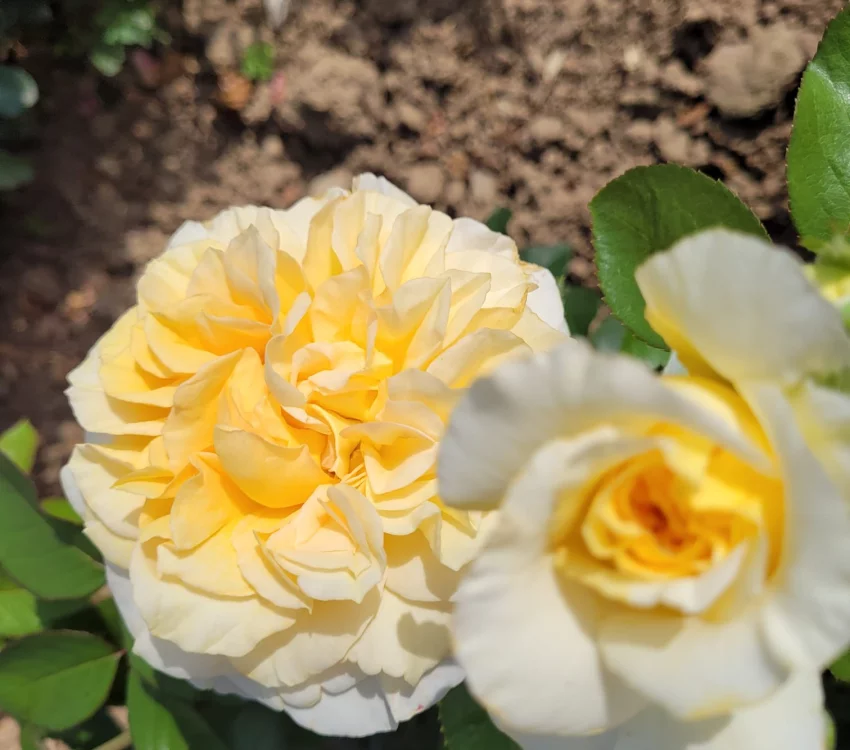 Rosier ROSE MARIE® CODanter - Rosiers à grandes fleurs