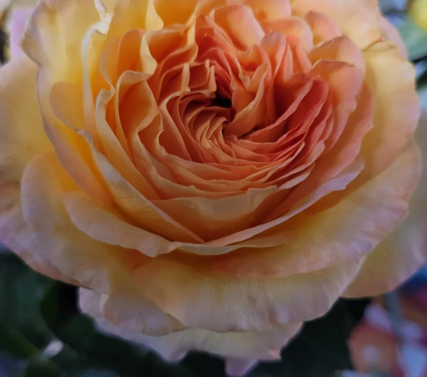 Rosier MONT SAINT ODILE® CODpipu