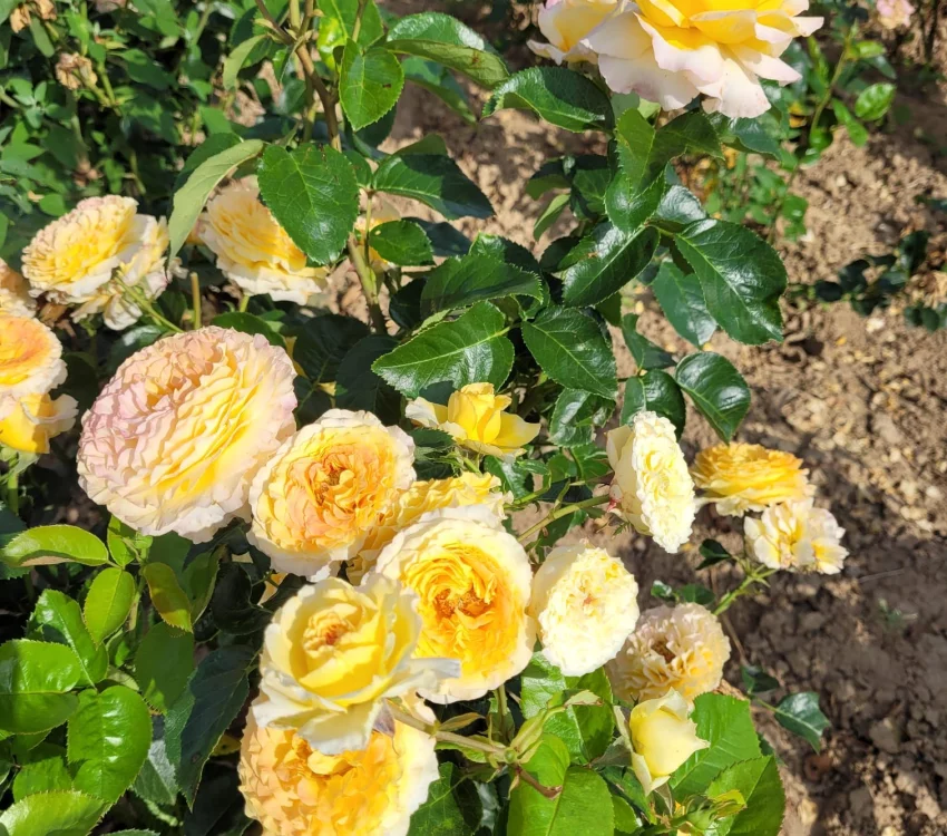 Rosier MONT SAINT ODILE® CODpipu - Rosiers à grandes fleurs