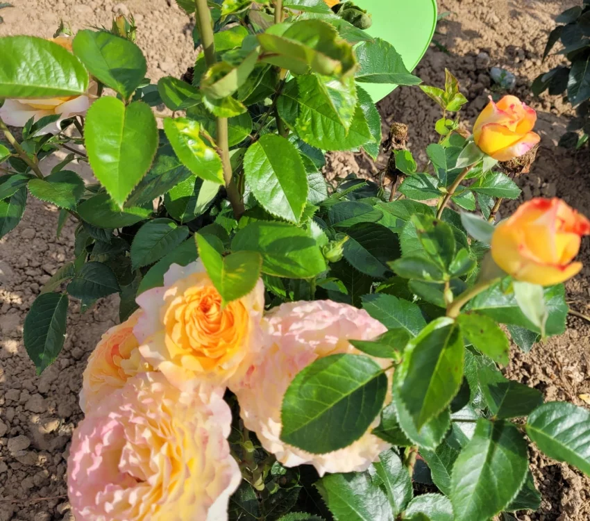 Rosier MONT SAINT ODILE® CODpipu - Rosiers à grandes fleurs