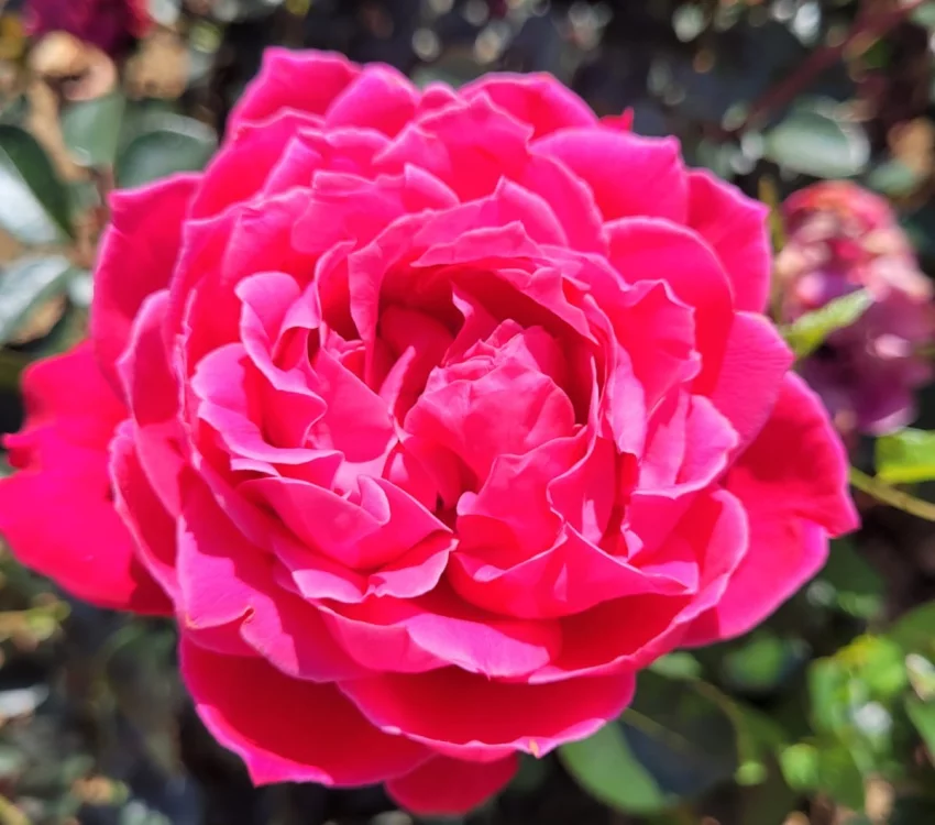 Rosier ALEXANDRE ASTIER® Meilehagan - Rosiers à grandes fleurs