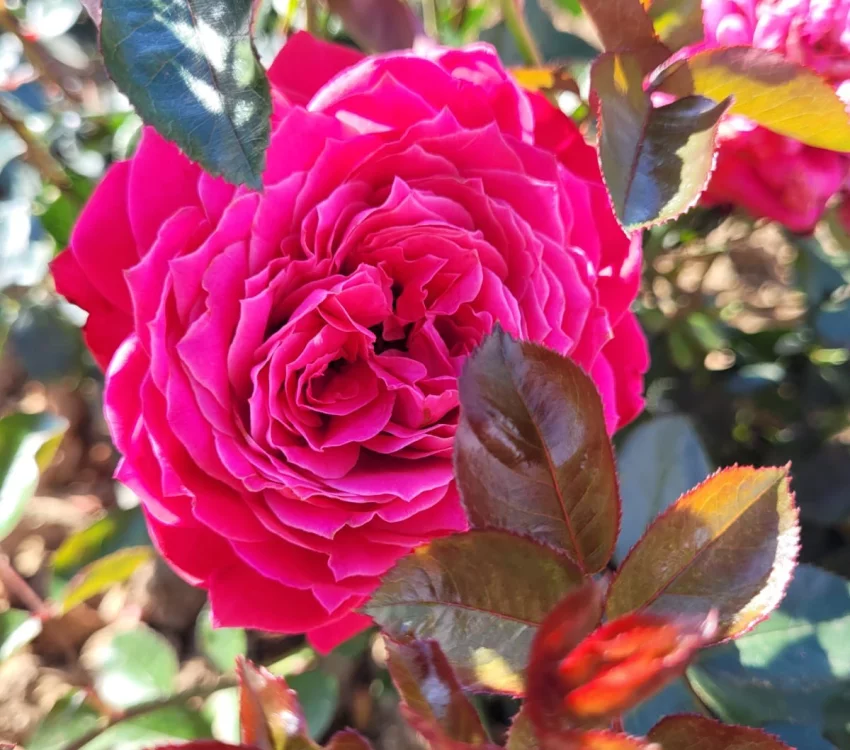 Rosier ALEXANDRE ASTIER® Meilehagan - Rosiers à grandes fleurs