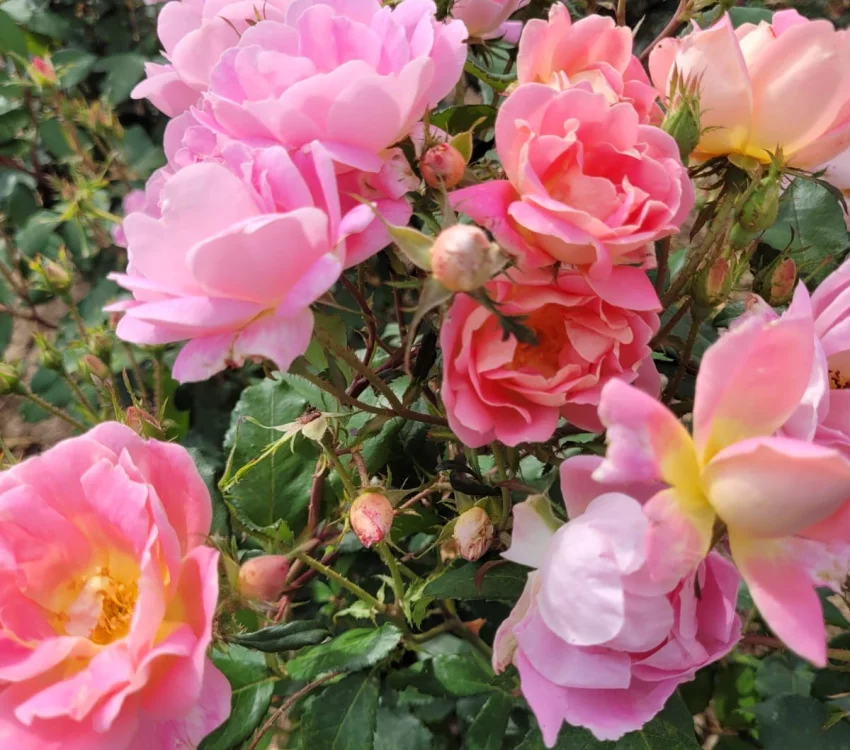 Rosier PINK CHANTILLY® Meilevire - Rosiers paysagers