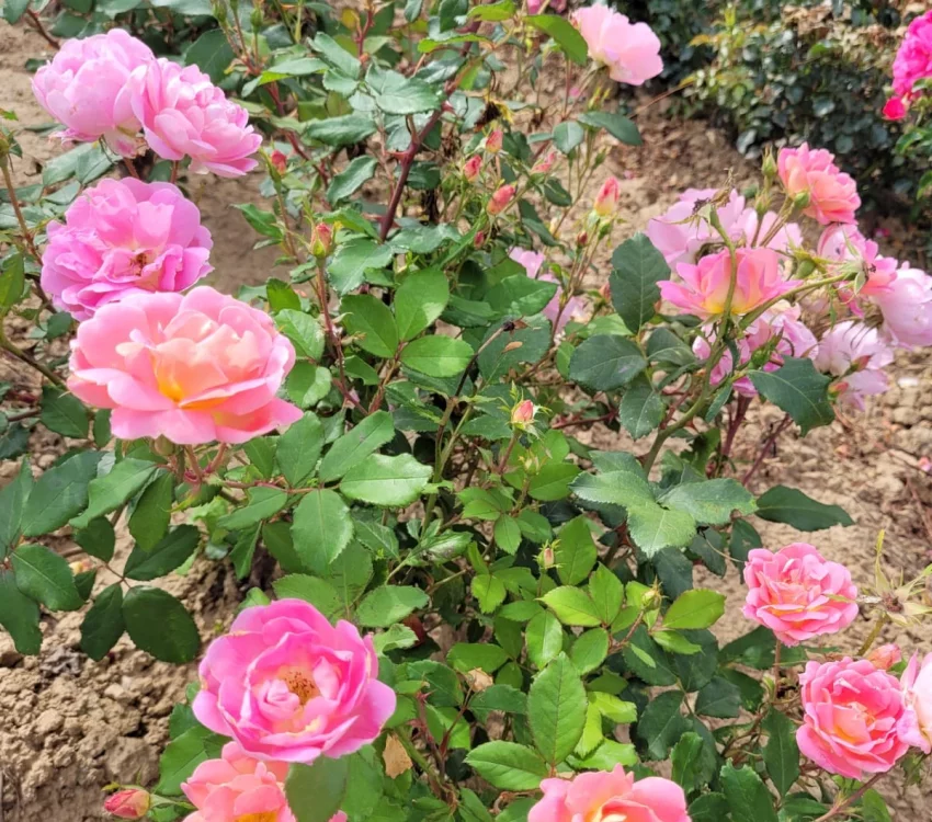 Rosier PINK CHANTILLY® Meilevire - Rosiers paysagers