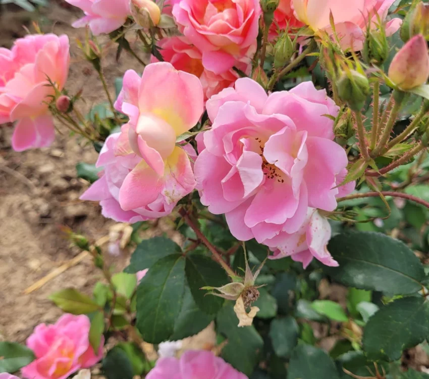 Rosier PINK CHANTILLY® Meilevire - Rosiers paysagers