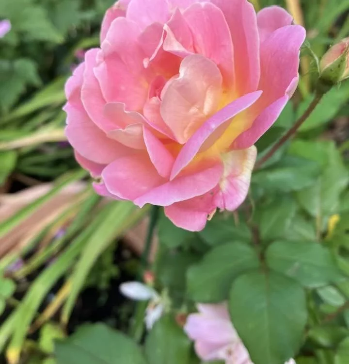 Rosier PINK CHANTILLY® Meilevire - Rosiers paysagers