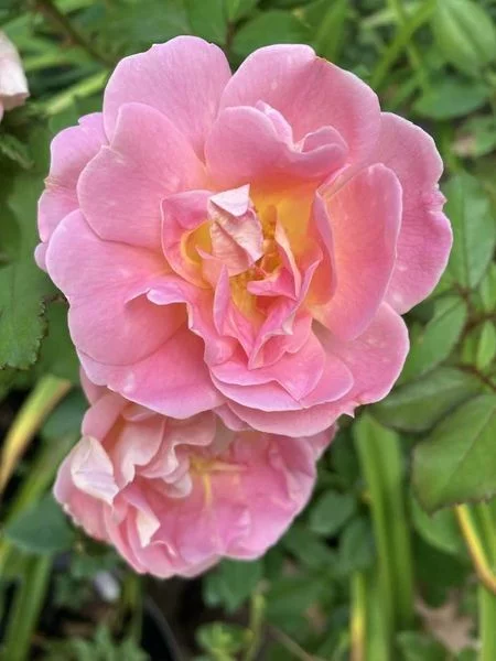 Rosier PINK CHANTILLY® Meilevire