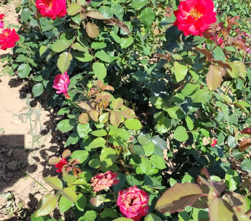 Rosier CHERRY EXPLOSION® Baisikomik - Rosiers grimpants
