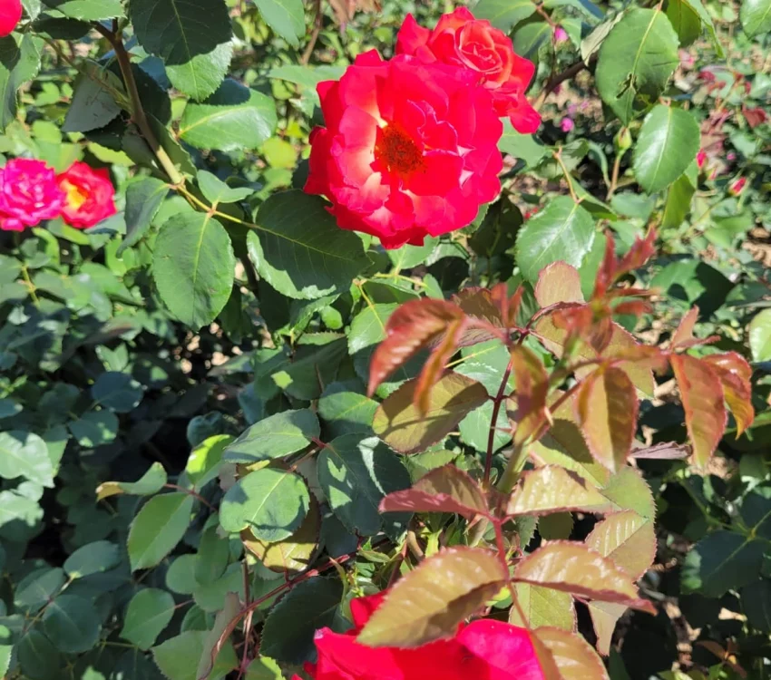 Rosier CHERRY EXPLOSION® Baisikomik - Rosiers grimpants