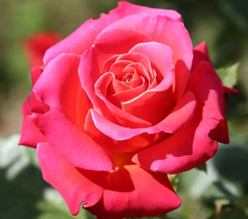 Rosier CHERRY EXPLOSION® Baisikomik - Rosiers grimpants