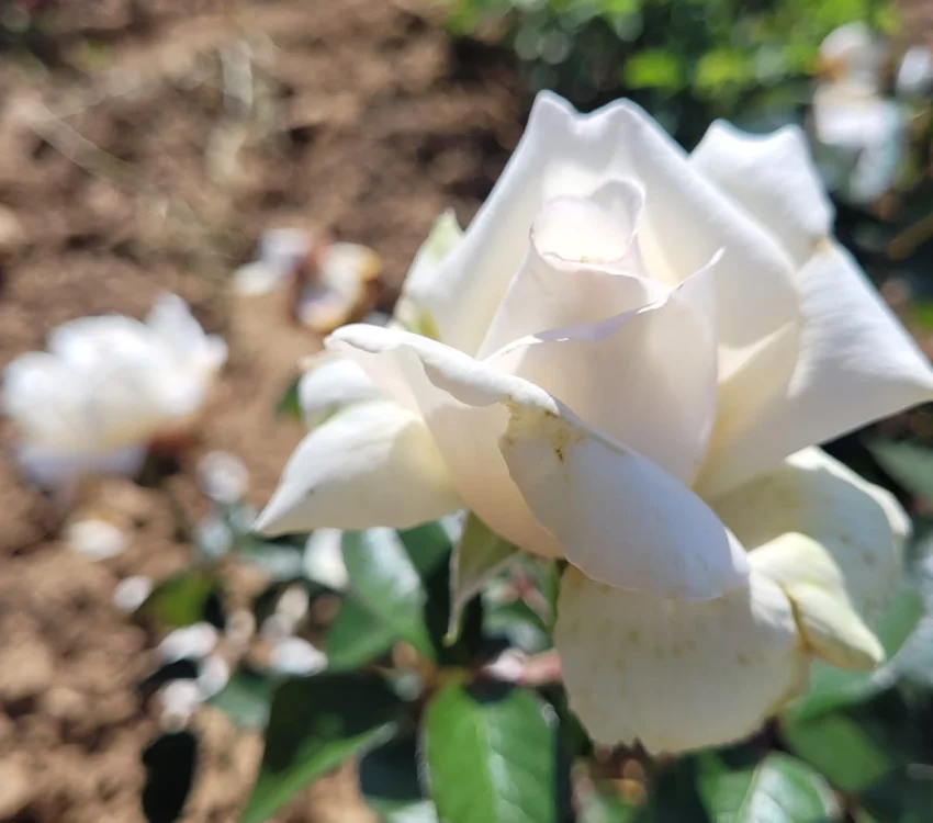 Rosier à grandes fleurs ANGGUN® Meibokir - Rosiers à grandes fleurs
