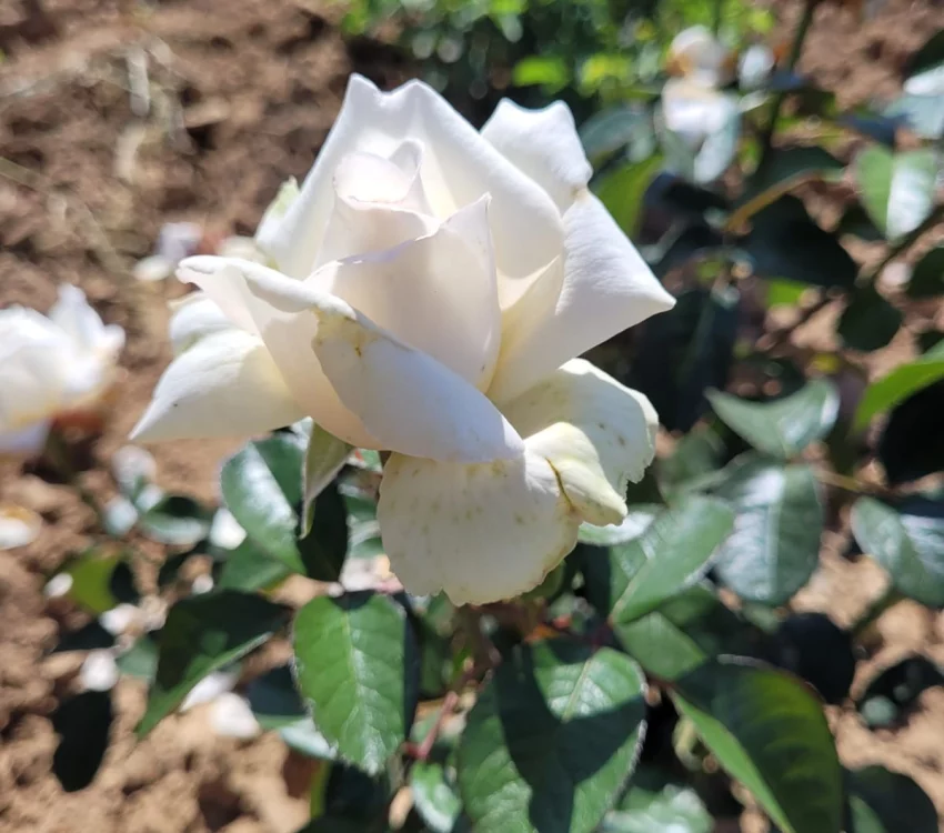 Rosier à grandes fleurs ANGGUN® Meibokir - Rosiers à grandes fleurs