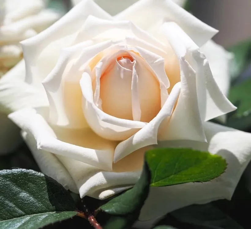 Rosier à grandes fleurs ANGGUN® Meibokir
