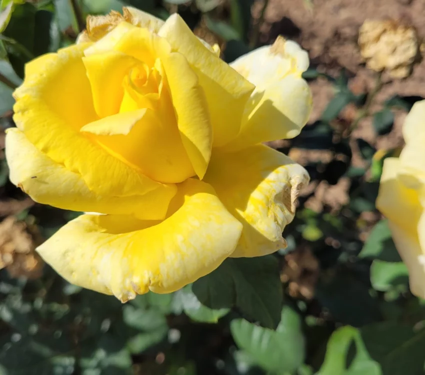 Rosier GOLDEN PERFUMELLA® Meifazeda