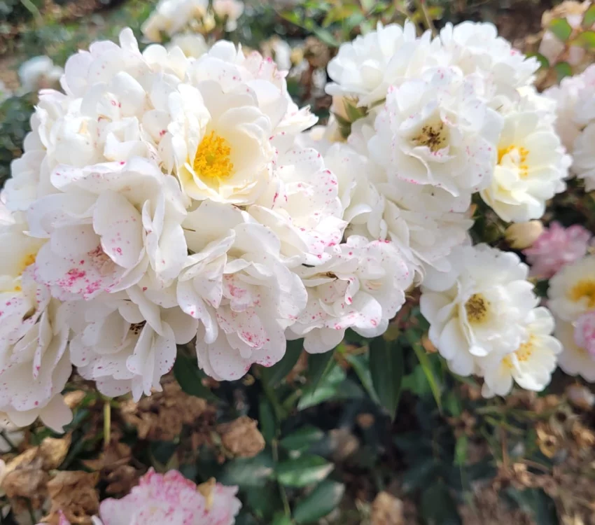 Rosier LA GRANDE MOTTE® Meimeigea - Rosiers paysagers