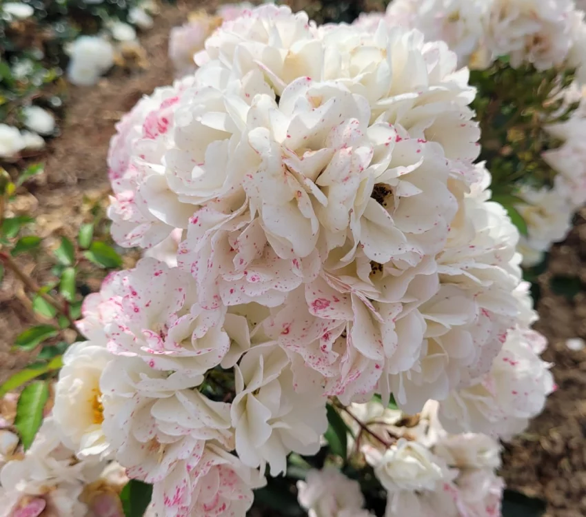 Rosier LA GRANDE MOTTE® Meimeigea - Rosiers paysagers