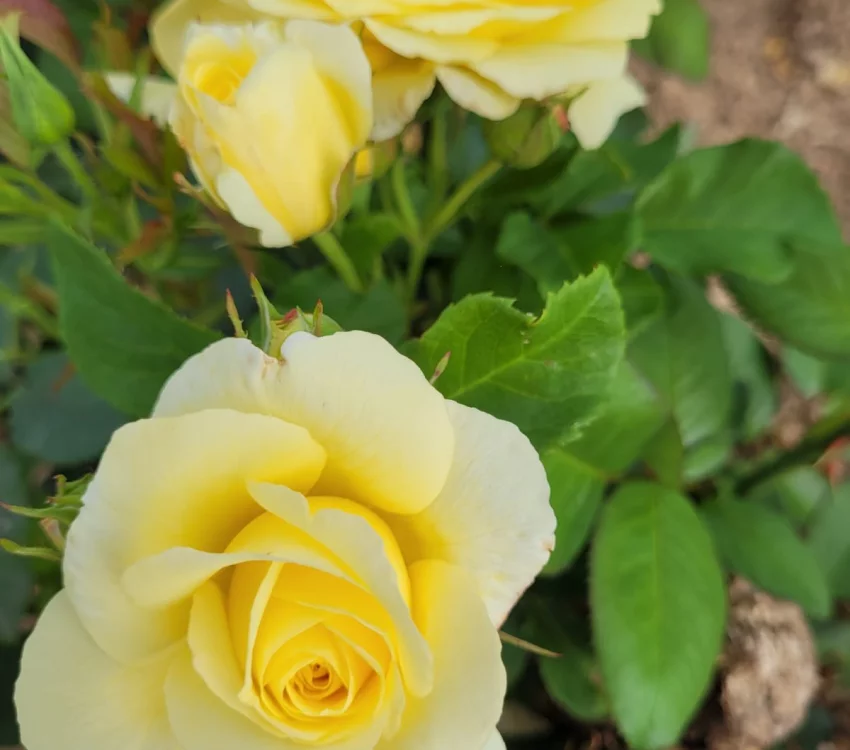 Rosier Massif RUSTICA® III Meilaocil - Rosiers à massifs
