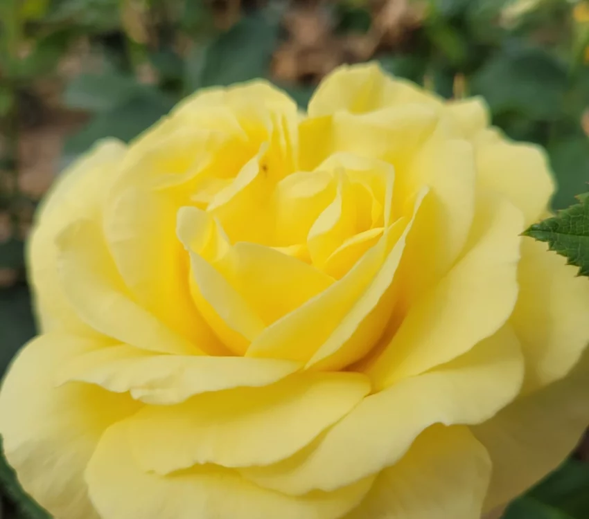 Rosier Massif RUSTICA® III Meilaocil - Rosiers à massifs